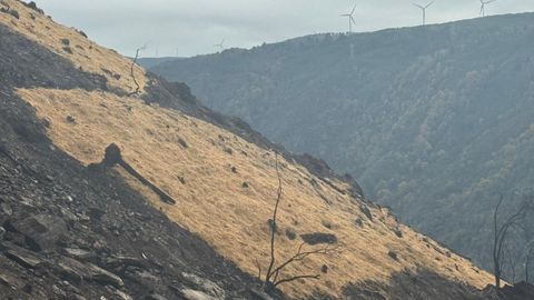 Barreras que est� ejecutando la Conseller�a de Medio Ambiente en las zonas afectadas por los incendios en Sober, en la ladera que baja a los r�os Cabe y Sil