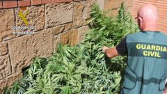Plantaci�n de marihuana en Perlora-Carre�o