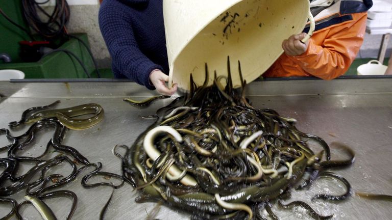 Foto de archivo de anguilas en la lonja de Arcade, donde se venden m�s de la mitad de las que se capturan en Galicia.