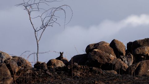 Un gato asoma entre las cenizas del incendio que devasta Hawái en un campo al sur de Maui