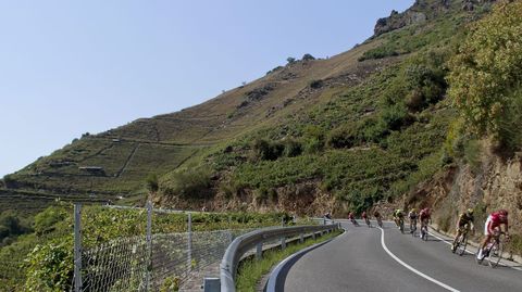 La serpiente multicolor atraves� los -da�ados- vi�edos de la ribeira de Doade, en Sober, antes de abandonar la provincia de Lugo 