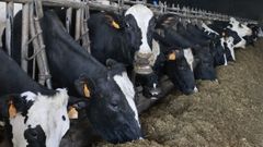 Vacas frisonas en una granja l�ctea