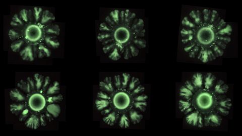 Cultivo con las bacterias E. coli formando patrones inducidos por el nuevo sistema sint�tico