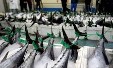 En lo que va de costera, solo en Burela se han descargado unas 1.300 toneladas de bonito. 