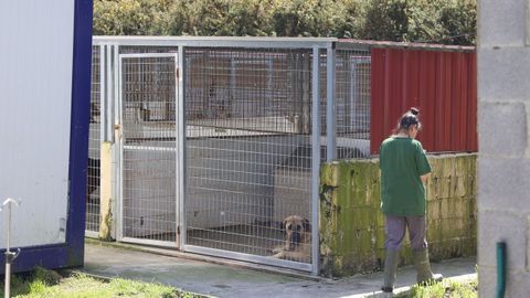 Los responsables de Mougá recuperaron a la mayoría de perros este domingo