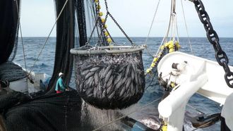 Imagen de archivo de un cerquero congelador pescando tnidos