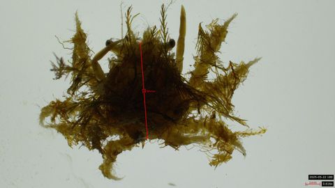 Uno de los ejemplares criados en cautividad por el equipo del proyecto MAJA.