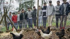 Parte de los alumnos que construyeron el gallinero observando a los animales tras la valla que cerca la zona de corral