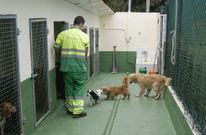 El trabajador de la perrera municipal de Carballo, con algunos de los canes. 
