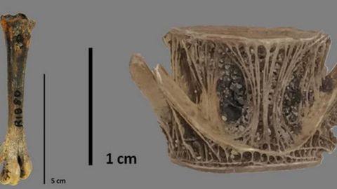 Hueso de ganso y resto de merluza hallados en el pecio