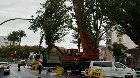 Operarios retirando un chopo enfermo en la plaza de Ourense