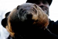 Phil pronostica seis semanas m�s de invierno