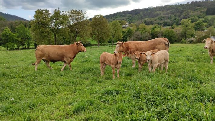 Explotaci�n amparada por la IXP Ternera Gallega