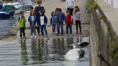 Ballena muerta en Redondela
