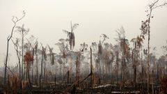 Imagen del Amazonas en Brasil