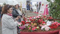 Cada a�o se dan cita en la muestra de flores de Vedra aficionados, productores y entidades de distintos municipios que muestran sus ejemplares, junto con el trabajo ornamental con la camelia como protagonista y otra serie de actividades paralelas.