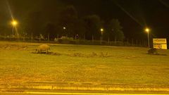 Dos jabales se dedican a hozar en la rotonda que hay al fondo de la avenida de Madrid