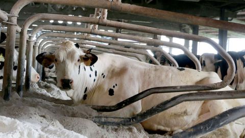 Imagen de archivo de una vaca en una cama que cumple con las condiciones de bienestar animal