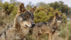 Imagen de un lobo ibrico