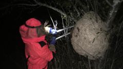 Retiran un enorme nido de velutina en Coir�s
