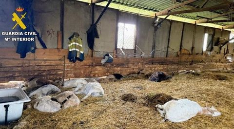 Estado en el que se encontraba la granja, con los cad&aacute;veres de los animales por el suelo