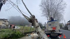 El Servicio Municipal de Emergencias y Protecci�n Civil de Cambre procedi� ayer a la tala 