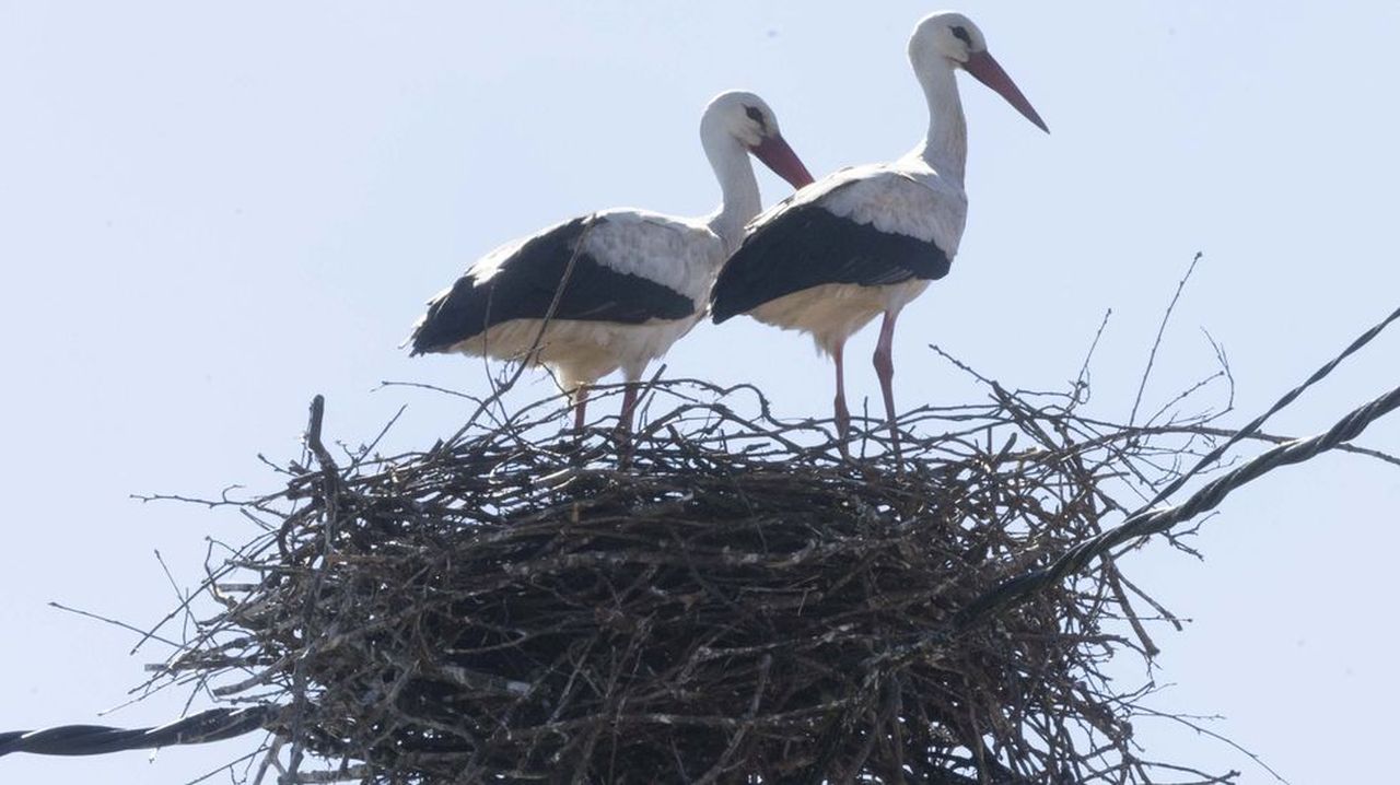 La cigüeñas se expanden y ya anidan en Dumbría