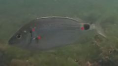 El avistamiento m�s septentrional de Diplodus bellottii en Galicia ha sido confirmado mediante v�deos submarinos. Cybium.