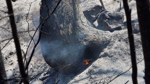 Un �rbol arde en su interior tras el incendio forestal de Tarragona, que ha afectado a 6.000 hect�reas