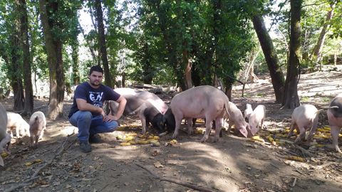 Marcelio Soto. Ponteareas. Tiene terrenos extensos donde este animal se adapta bien. Comercializa lechones o cebos a particulares.