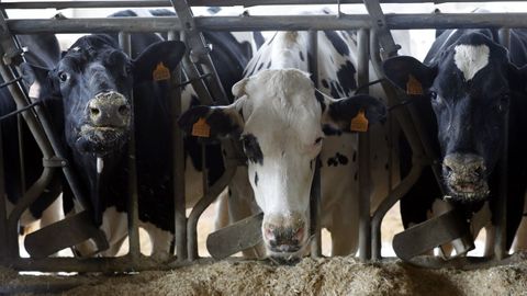 Imagen de archivo de unas vacas frisonas en una granja