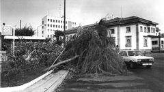 �rboles ca�dos en A Coru�a a causa del cicl�n Hortensia