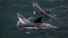 Imagen de archivo de unos delfines.