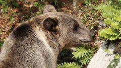 La osa Molina dentro de las instalaciones de Santo Adriano, en la Senda del Oso