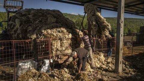 Imagen de archivo de unos ganaderos recogiendo lana tras esquilar las ovejas