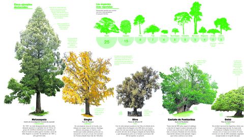 rboles de Galicia que son joyas naturales