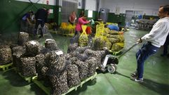 La primera subasta tras remitir la marea roja en la r�a tuvo lugar ayer en Campelo