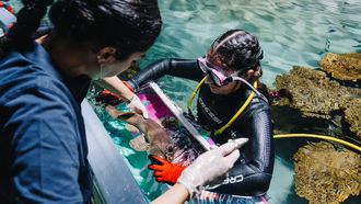 Refuerzo positivo en tiburones para el manejo del estr�s
