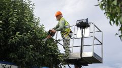 Oleiros da una segunda vida a los restos de la poda
