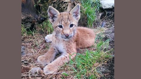 Cr�a de lince euroasi�tico nacido en el Zool�gico El Bosque