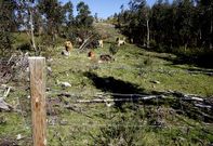 La colocaci�n de cierres para incentivar el pastoreo en el monte fue una de las apuestas de la mancomunidad Serra do Barbanza.