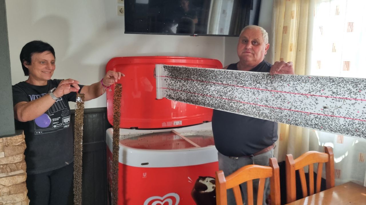Invasión de moscas en Tomiño: «Las vas pisando al caminar»