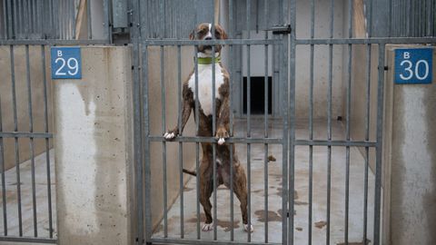 Foto de un perro en el Centro de Protecci�n Animal de Madrid Salud