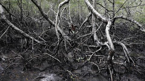 En la imagen, el «Vampiro», en otra de las fotografías tomadas por Nacho Doce en los manglares de Cairu (Brasil)