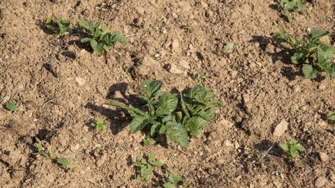 El terreno seco y pedregoso exige riego abundante para que los cultivos prosperen