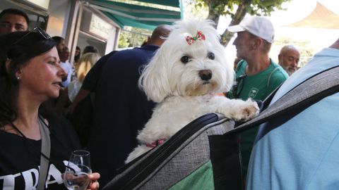 Un perro celebrando en la Festa do Albari�o el a�o pasado