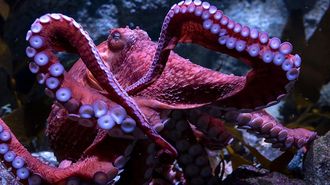 El a�o pasado se decomisaron 15.000 chismes para la captura del pulpo