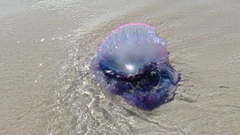 Carabela portuguesa que lleg a la playa de Razo