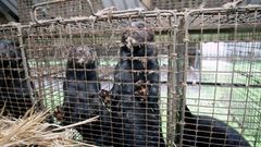 Imagen de archivo de una granja de visones en Carral