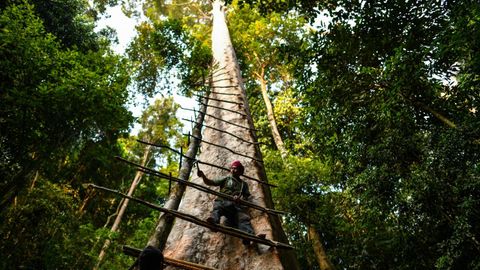 Imagen de un recolector de miel malasio en un �rbol gigante en Sik (Malasia)